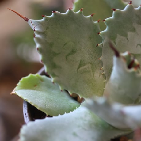Agave hyb. potatorum × Isthmensis × YAMABACHI var. takero pot   no.82510