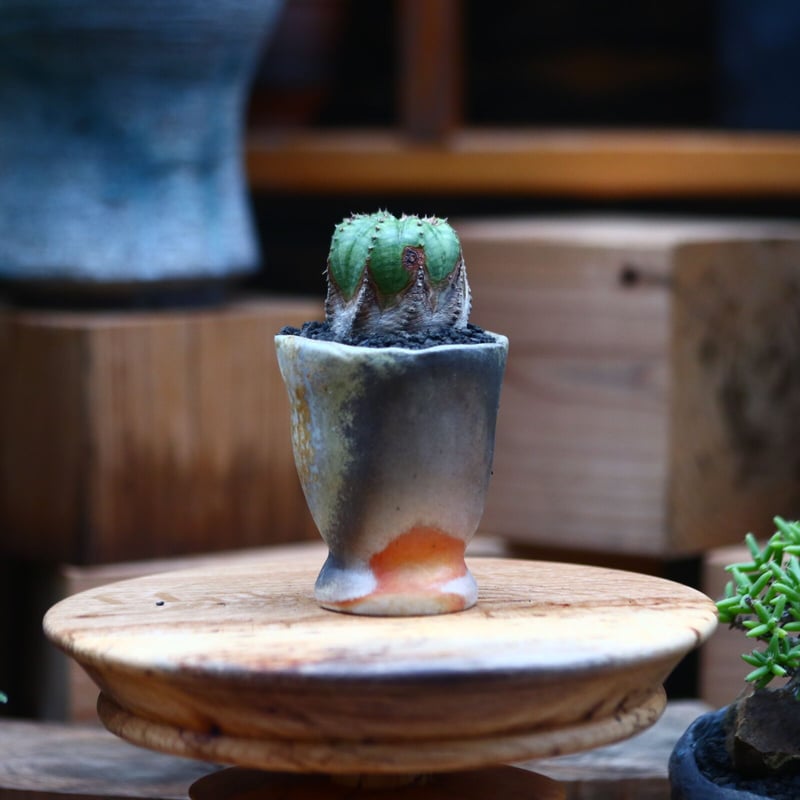 ユーフォルビア オベサ hyb. ／Euphorbia obesa hyb. no