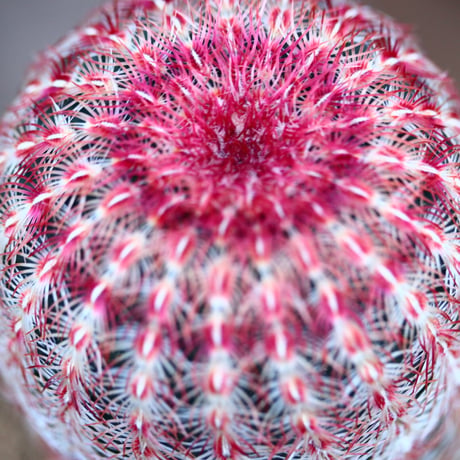 エキノセレウス  ルブリスピヌス   紫太陽／Echinocereus rigidissimus var. rubrispinus    no.22020