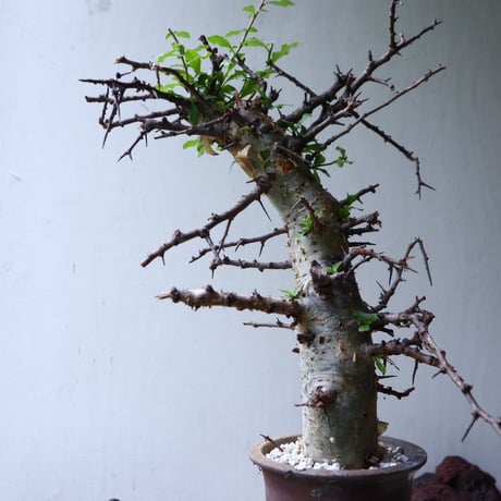コミフォラ　エミニー　 Commiphora eminii　no.90823