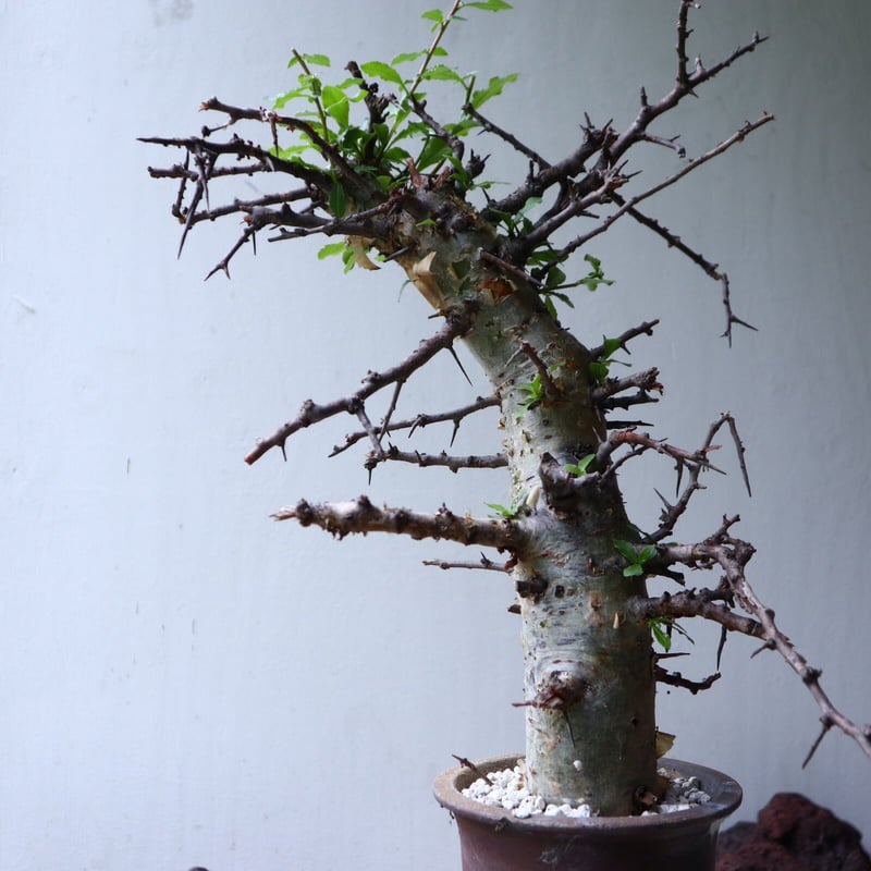 コミフォラ エミニー Commiphora eminii no.90823 | 芽の巣山