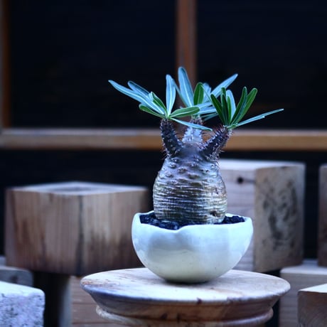 パキポディウム  グラキリス ／Pachypodium  gracilius     no.103154