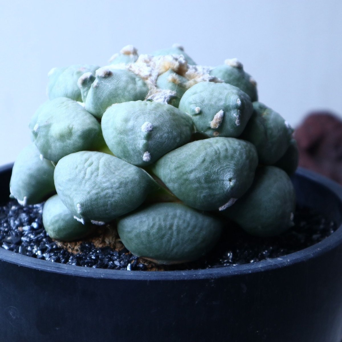 青磁牡丹　アリオカルプス　美株　鉢付き アリオカルプス 青磁牡丹 no.91505 | 芽の巣山