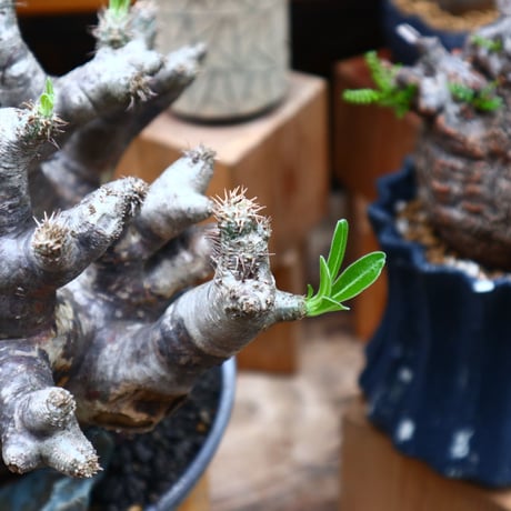 パキポディウム ブレビカリックス／Pachypodium densiflorum var. brevicalyx    no.61902