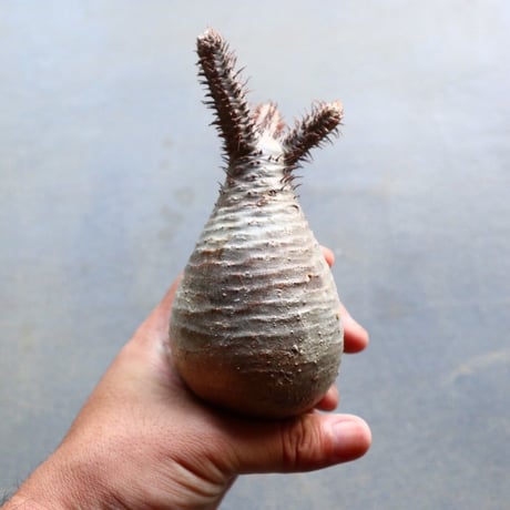 パキポディウム グラキリス 抜苗  Pachypodium rosulatum var. gracilius no.92931