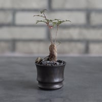 たけろうポット ちぎり 白サビ S/中古品　植木鉢 たけろうポット、 ちぎり、 白サビS - メルカリ