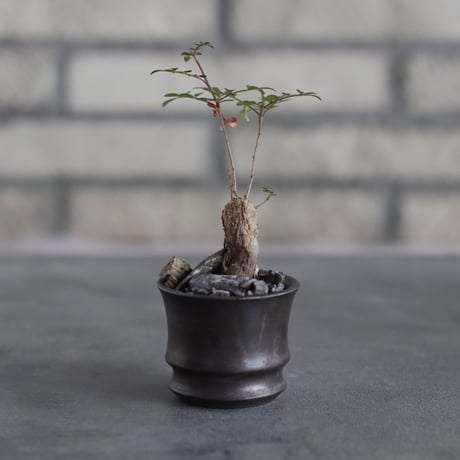 CATEGORY 挿木、根差し Plants | 芽の巣山