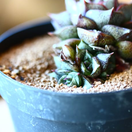エケベリア   ディオニソス  大和錦   Echeveria 'Dionysos'  no.111540