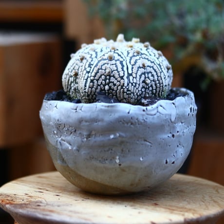 アストロフィツム   スーパー兜／Astrophytum asterias 'Super Kabuto'   no.121239