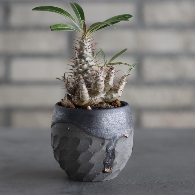 OZWRT Pachypodium Graciliphant最終お値下げです Pachypodium gracilius × N/OH (2.5号) no.607/20