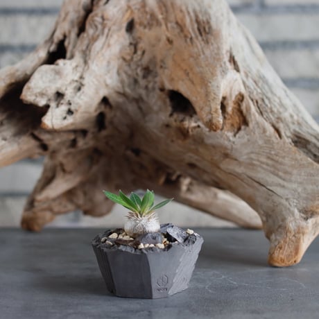 Pachypodium hyb.【{大黒×恵比寿笑}×大黒】(BANKSIA WORKS ) × N/OH (2号)  no.622-30