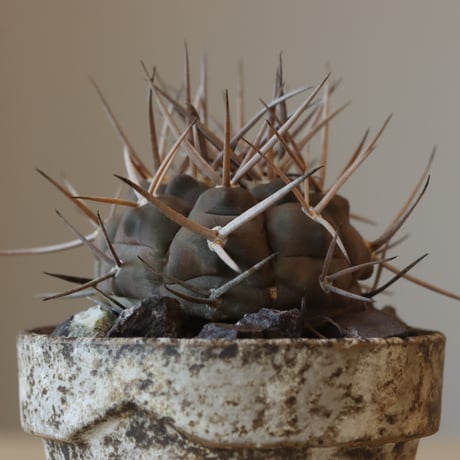 Gymnocalycium mazanense (守金魔天竜)× YAMABACHI ver. takero pot(3号鉢)   no.412-17