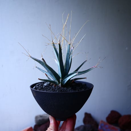 レウクテンベルギア  晃山    Leuchtenbergia principis  no.32910