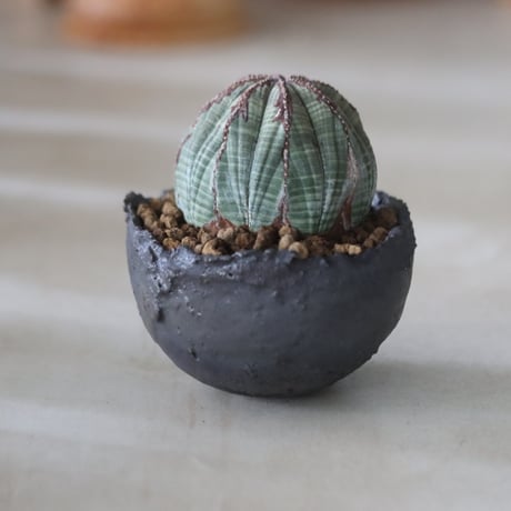 Euphorbia obesa × たけろうポット  no.714/36