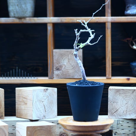 コミフォラ モンストローサ   Commiphora monstrosa   no.82228