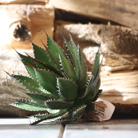 U.S. horrida -By the way (Agave horrida) / Style of Chika　no.1203-9