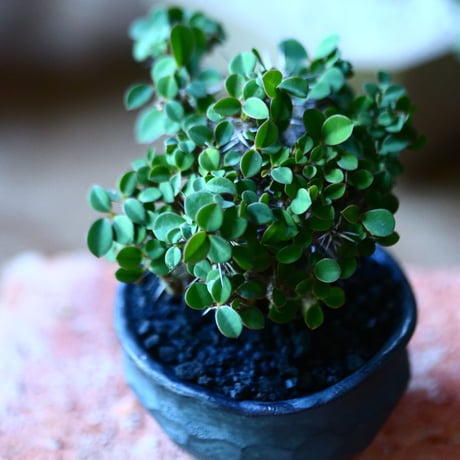 ユーフォルビア   花キリン  八房性   Euphorbia milii  no.81603