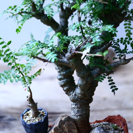 ボスウェリア  ネグレクタ    Boswellia neglecta  小鉢セット    no.90636