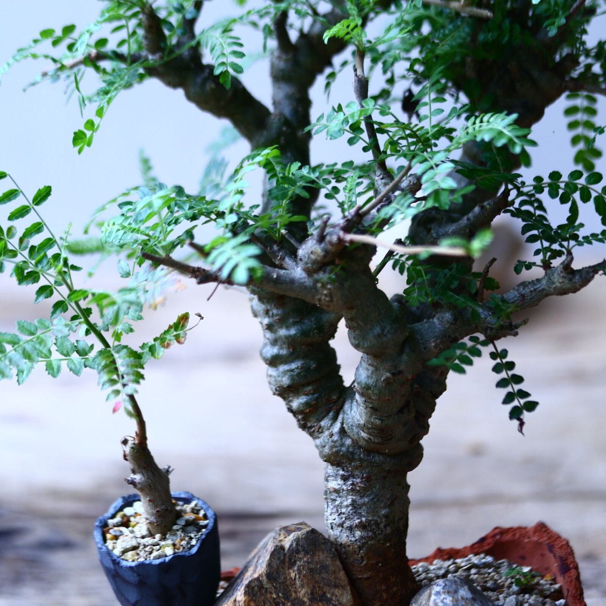 【セール】ボスウェリア　ネグレクタ　No.001　メルカリ便　鉢、送料込 セール】ボスウェリア ネグレクタ No.001 メルカリ便 鉢、送料込