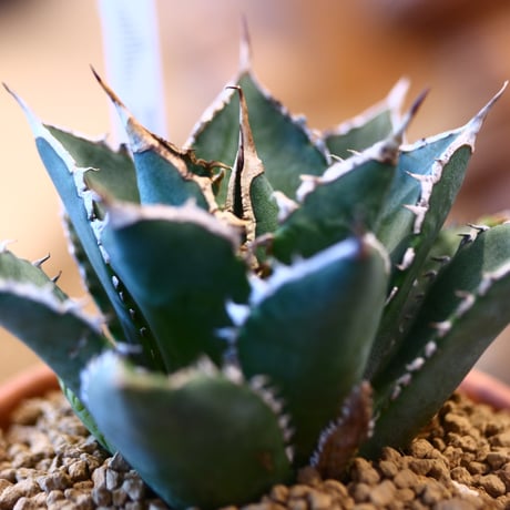 Agave titanota ‘Sea King’ × YAMABACHI   no.123176