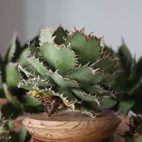U.S. filigree (Agave titanota filigree) / Style of Chika　no.1130-1