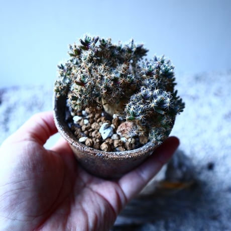 トリコディアデマ     デンスム   紫星晃    ×    Trichodiadema densum   no.121503