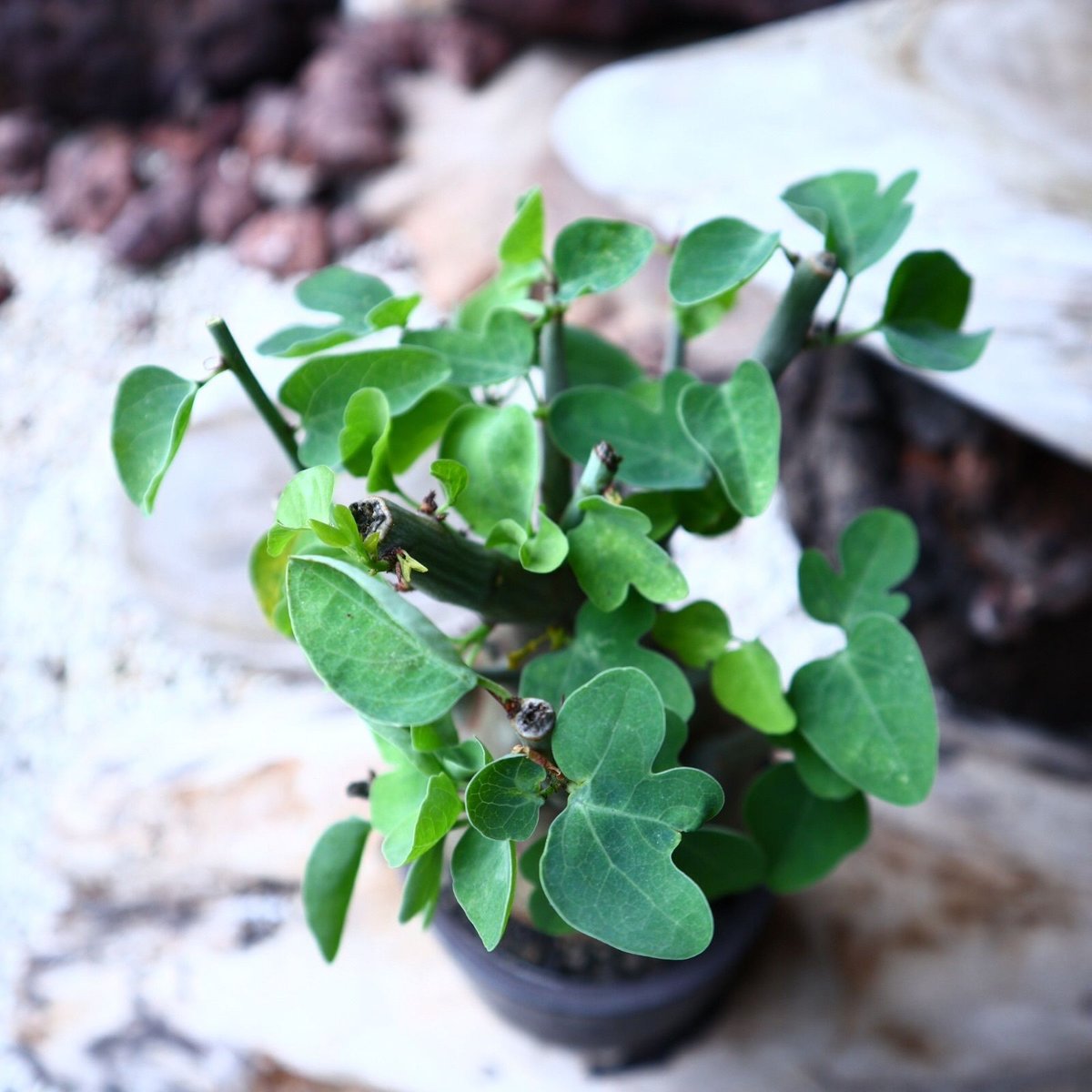 アデニア スピノーサ Adenia spinosa no.71412 |