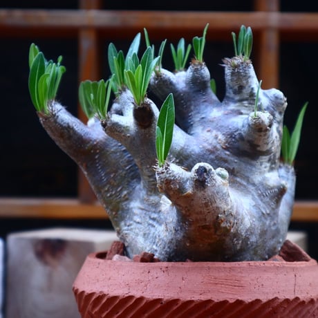 パキポディウム  イノピナツム／Pachypodium Inopinatum   no.71809