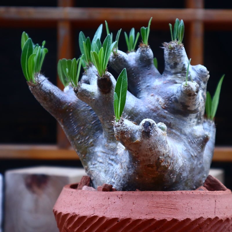 パキポディウム イノピナツム／Pachypodium Inopinatum no.718