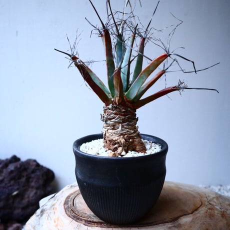 レウクテンベルギア  晃山    Leuchtenbergia principis  no.20346