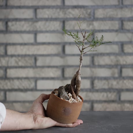 Operculicarya pachypus × N/OH(3号)  no.510/53