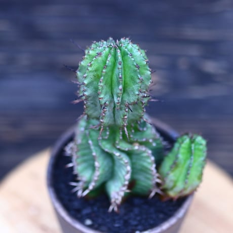 ユーフォルビア  ホリダ     Euphorbia  horrida     no.30703