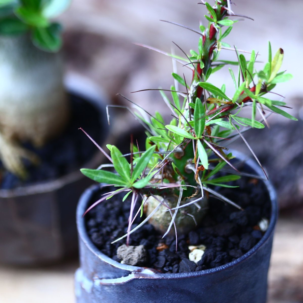 フォークイエリア プルプシー 実生 Fouquieria purpusii no フォークイエリア プルプシー 実生 Fouquieria purpusii no