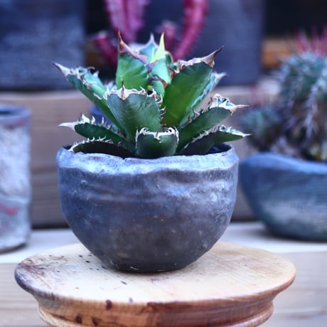 アガベ  レッドキャットウィールズ  Agave titanota"Red Catweezle”  no.32102