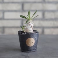 Pachypodium Densicaule (恵比寿大黒) × N/OH (2.5号)  no.621/60