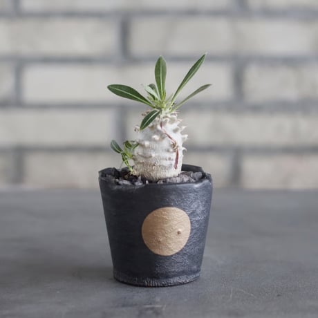 Pachypodium Densicaule (恵比寿大黒) × N/OH (2.5号)  no.621/60