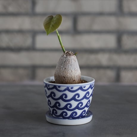 ナンノロプス　アラビカシルバー　13号鉢つき　大株❗ アラビカシルバー ナンノロプス Nannorrhops ritchiana／栽培