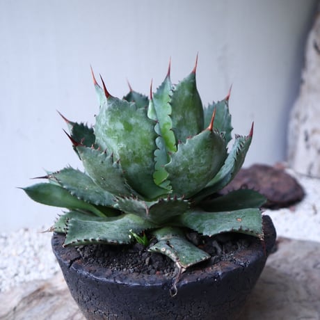 アガベ   ポタトラム     Agave potatorum    no.112418