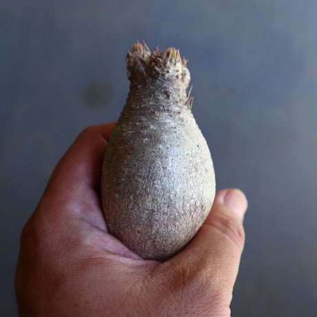 パキポディウム グラキリス 抜苗  Pachypodium rosulatum var. gracilius no.100609