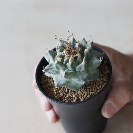 カクタスグリーン　ビースト 25 Agave titanota ”BEAST” アガベ ビースト /CACTUS GREEN