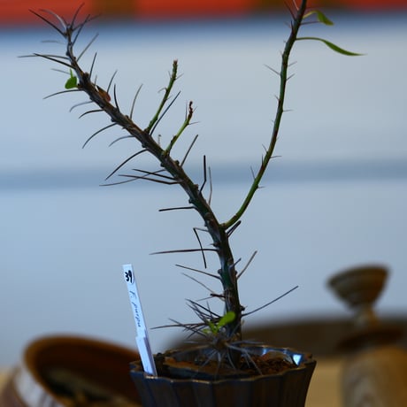 Fouquieria hyb. purpusii × fasciculata × soso    no.111239