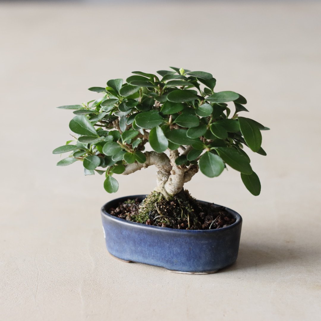 イボタ / twinz bonsai (3号) no.913/73 | 芽の巣山