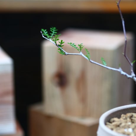 オペルクリカリア  パキプス 実生／Operculicarya  pachypus     no.72422