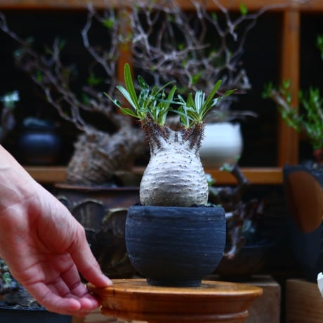 パキポディウム  グラキリス／Pachypodium  gracilius       no.92637