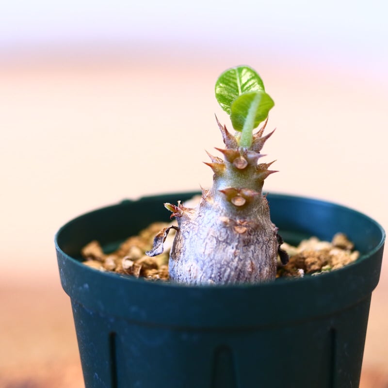 パキポディウム ウィンゾリー 実生 パキポディウム バロニー