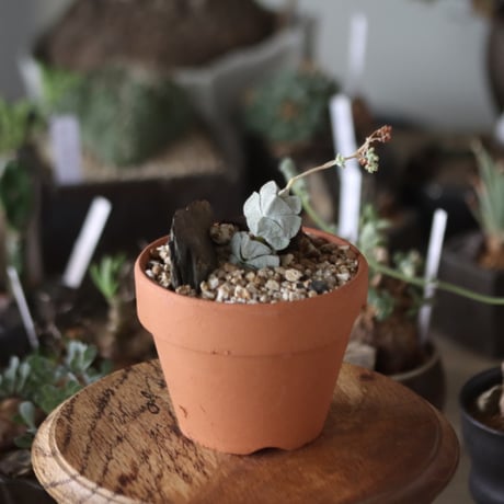 Crassula arta(玉稚児) × YAMABACHI    no.1201-26