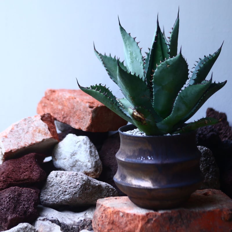 アガベ ブルーグロー × コロラータ Agave blue glow × col