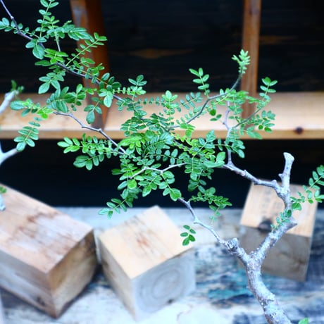 コミフォラ モンストローサ／Commiphora monstrosa   no.90518