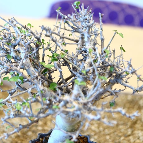 Commiphora wightii × soso   no.100854