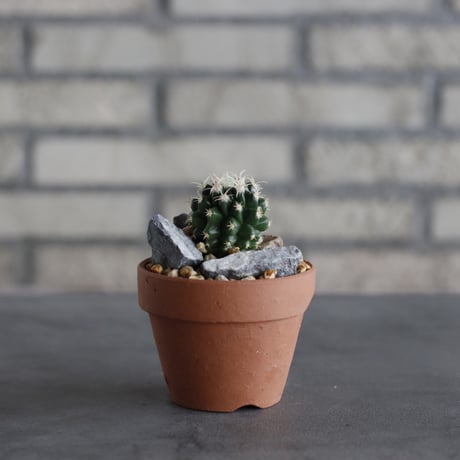 Echinocactus 短刺金鯱 × YAMABACHI (3号) no.614/9